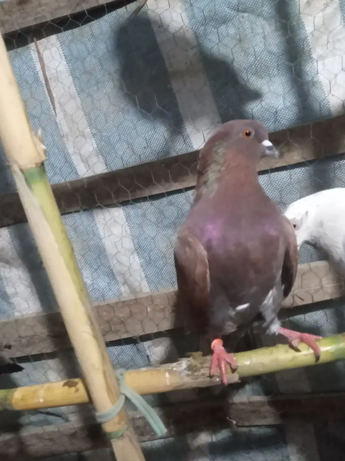 کبوتر|پرنده|شفت, |دیوار