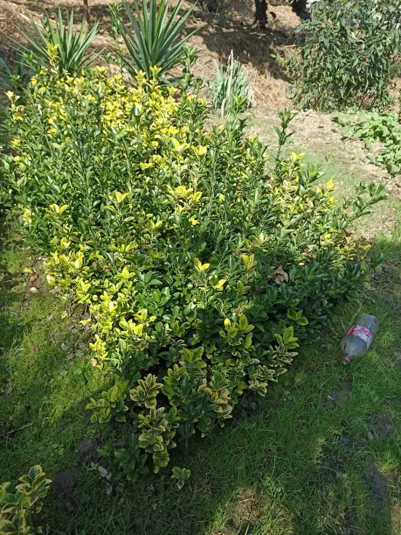 فروش شمشادهای طلایی یا ابلق، همیشه سبز، سیکاس و.|گل و گیاه طبیعی|نشتارود, |دیوار