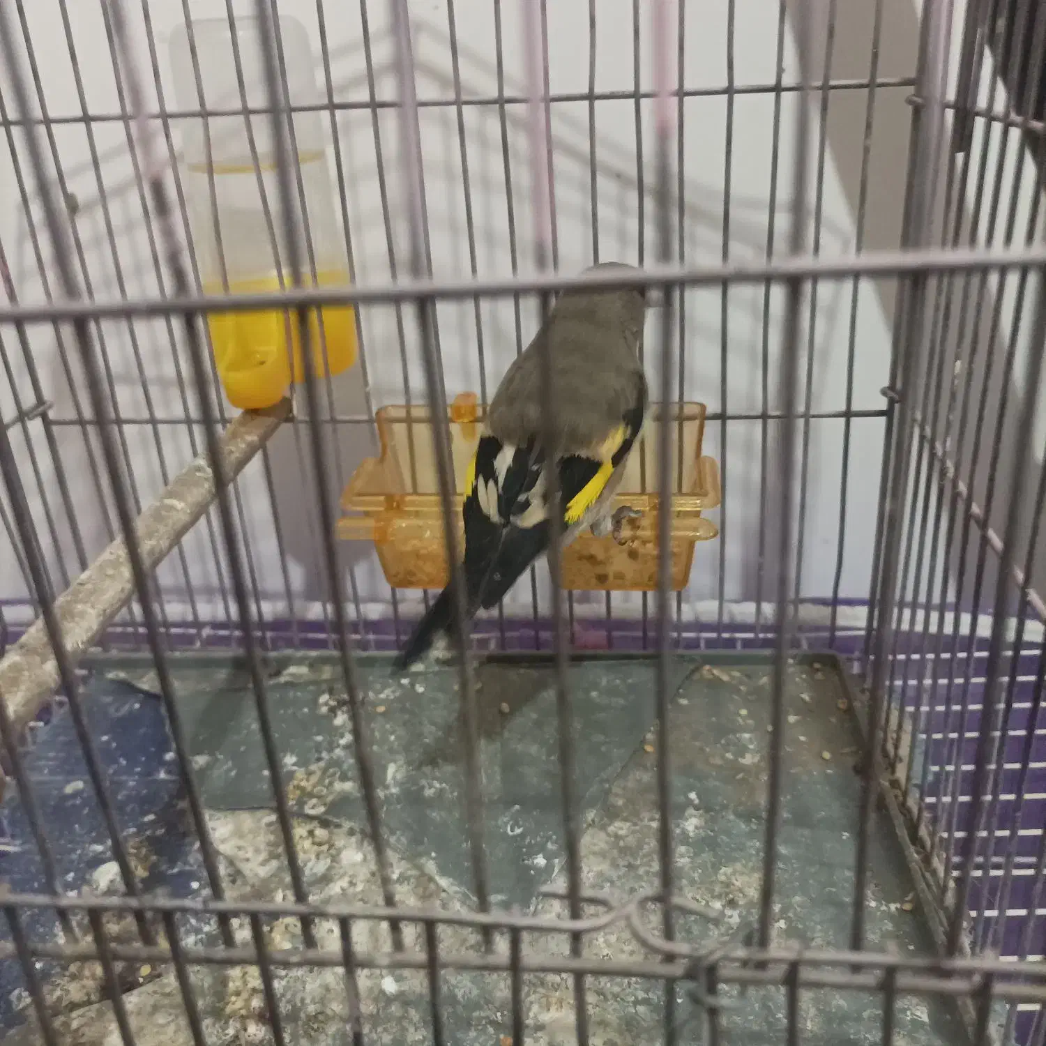 سره ماده و کوتوله سخنگو نر|پرنده|مشهد, کوی دروی|دیوار