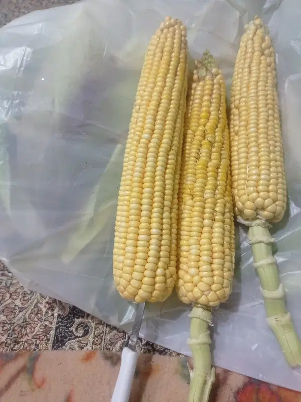 بلال|خوردنی و آشامیدنی|بیجار, |دیوار