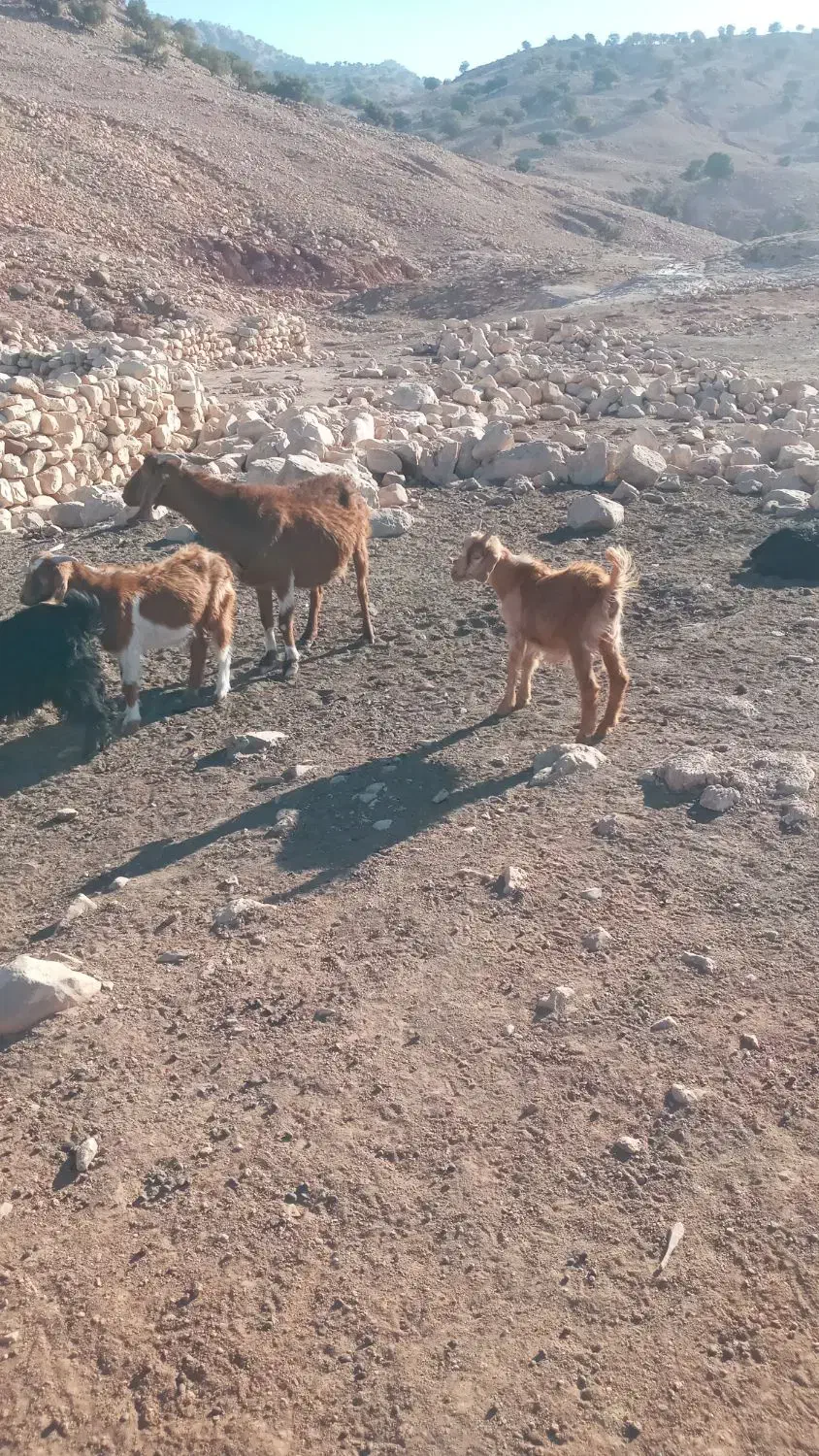 بز وبزغاله|حیوانات مزرعه|خرمآباد, |دیوار