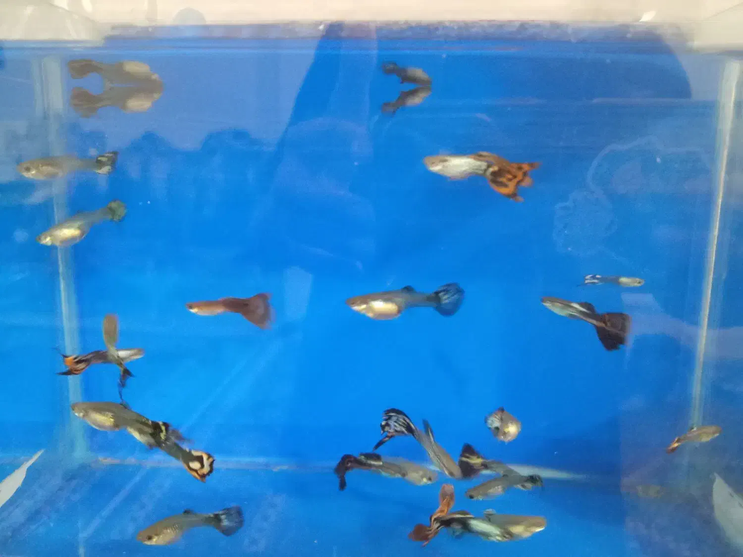 ماهی گوپی درجه یک کمیاب|ماهی|زنجان, |دیوار