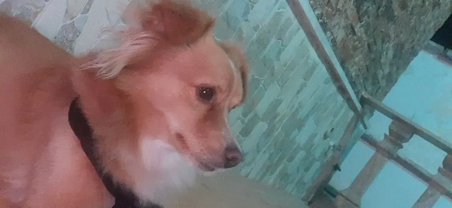 پامر روباهی|سگ|عباسآباد, |دیوار