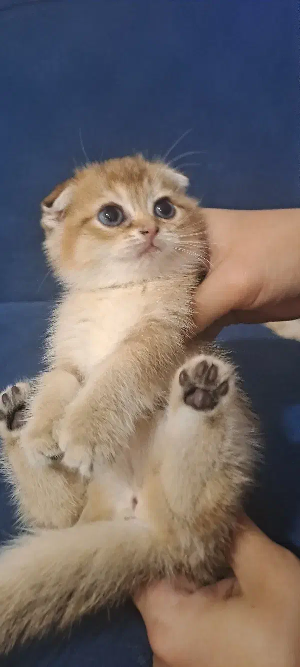 گربه گلد فولد|گربه|ساری, |دیوار