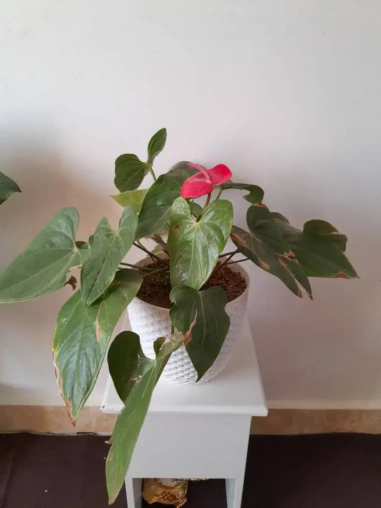 گل و  گیاه اپارتمانی|گل و گیاه طبیعی|اهر, |دیوار