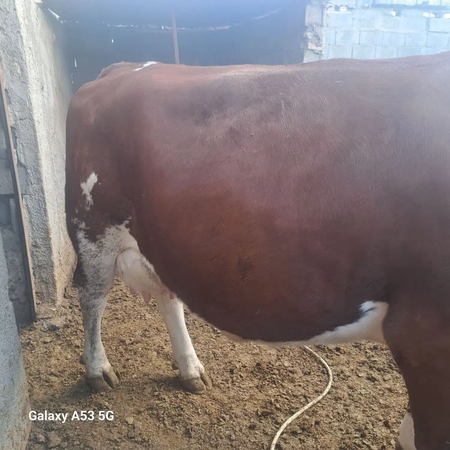 دو عدد گاو مونت|حیوانات مزرعه|کرمان, |دیوار