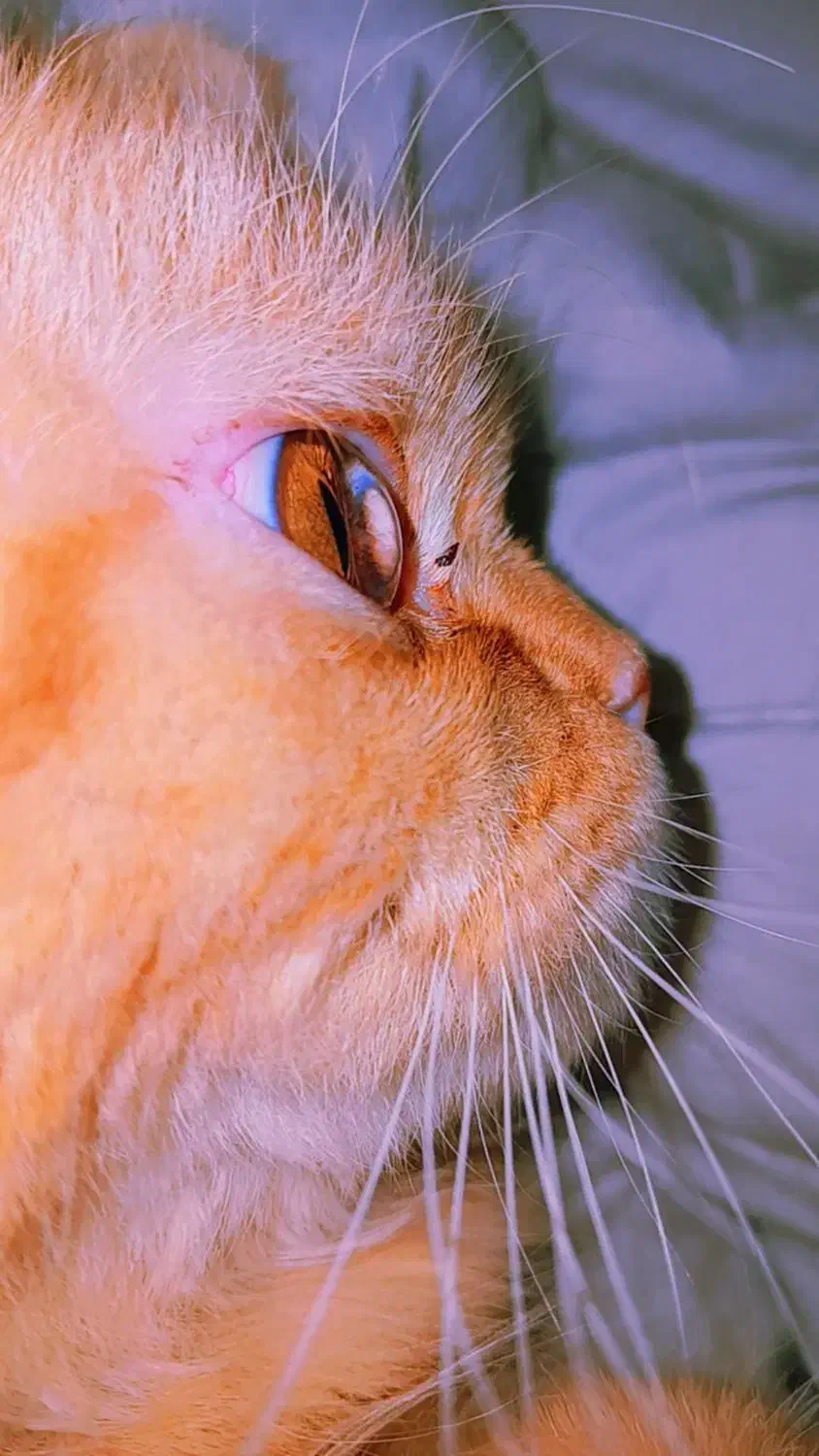 واگذاری گربه ملوس|گربه|دوگنبدان, |دیوار