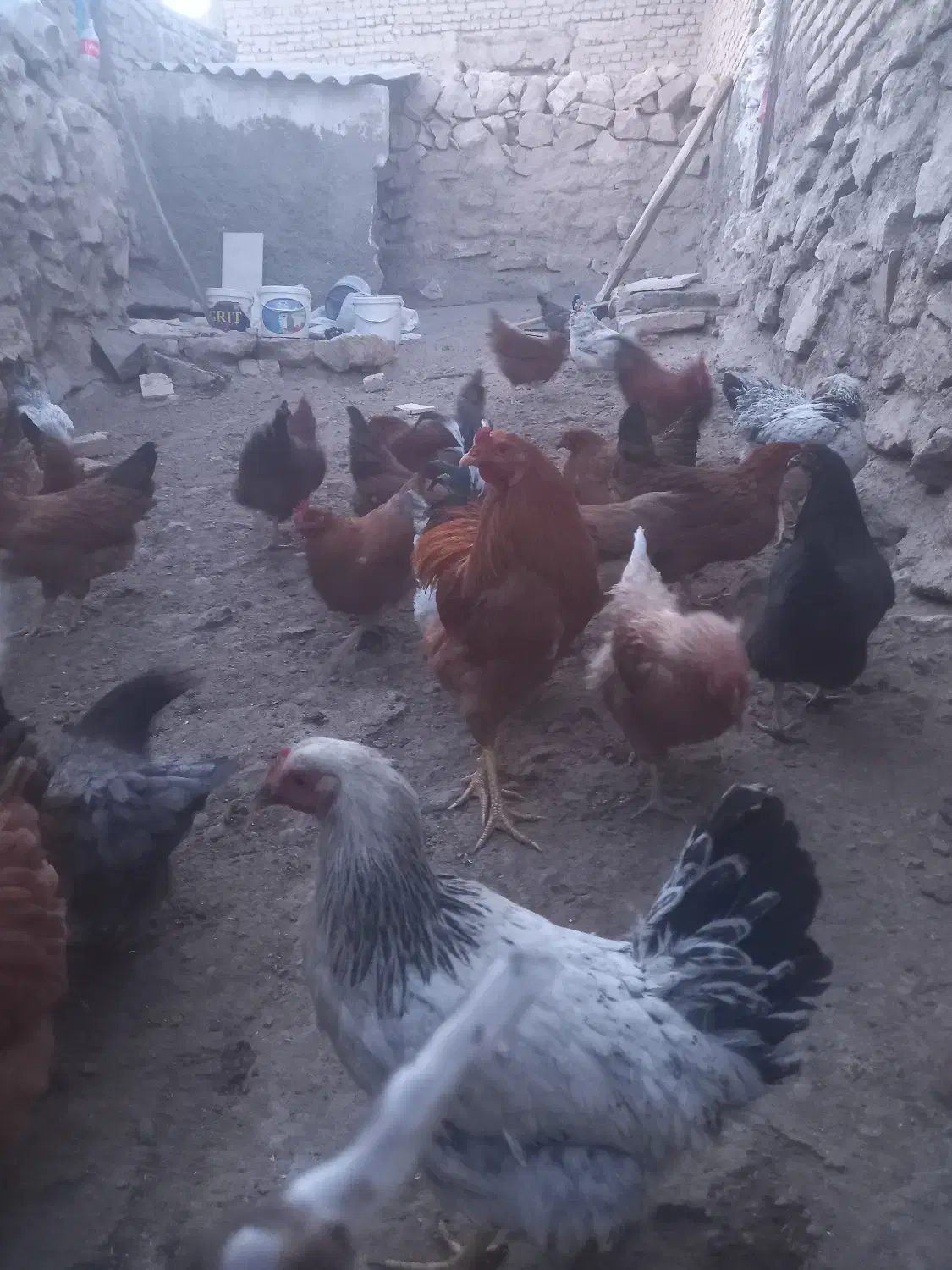 مرغ و خروس|حیوانات مزرعه|محلات, |دیوار