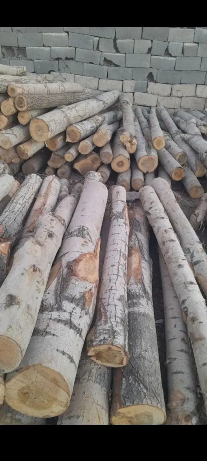 بریدن و هرس کردن درخت|خدمات باغبانی و درختکاری|شهریار, ابراهیم‌آباد|دیوار