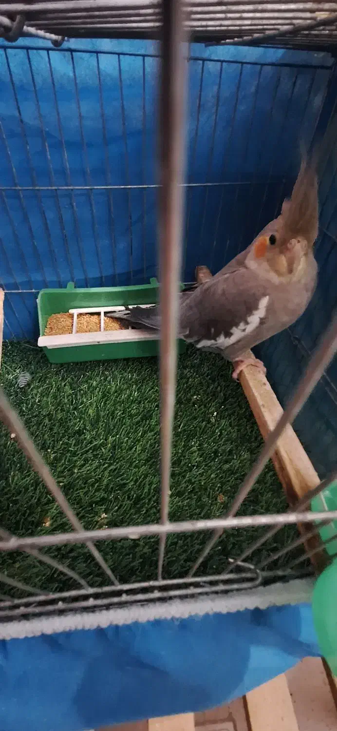 عروس هلندی .فنچ .مرغ عشق|پرنده|بجنورد, |دیوار