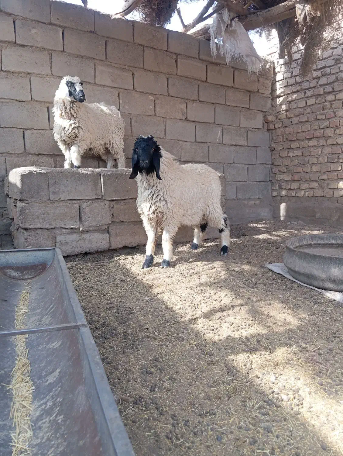 دوتا بره نر و ماده پاکستانی|حیوانات مزرعه|زابل, |دیوار