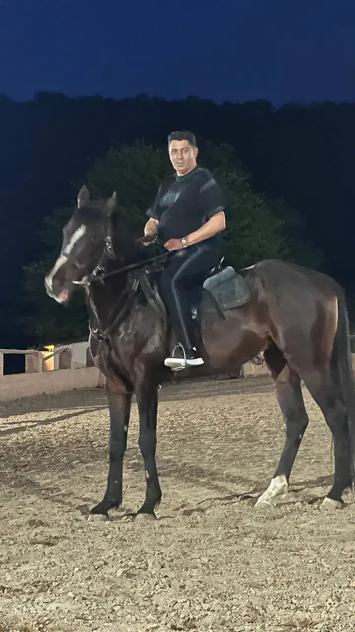 حیوان|اسب و تجهیزات اسبسواری|سرخرود, |دیوار