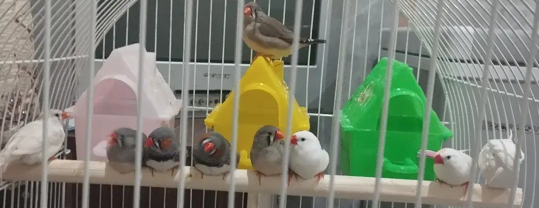 فنچ|پرنده|سراوان, |دیوار