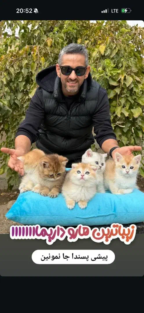 واگذاری گربه بریتیش|گربه|صفادشت, |دیوار