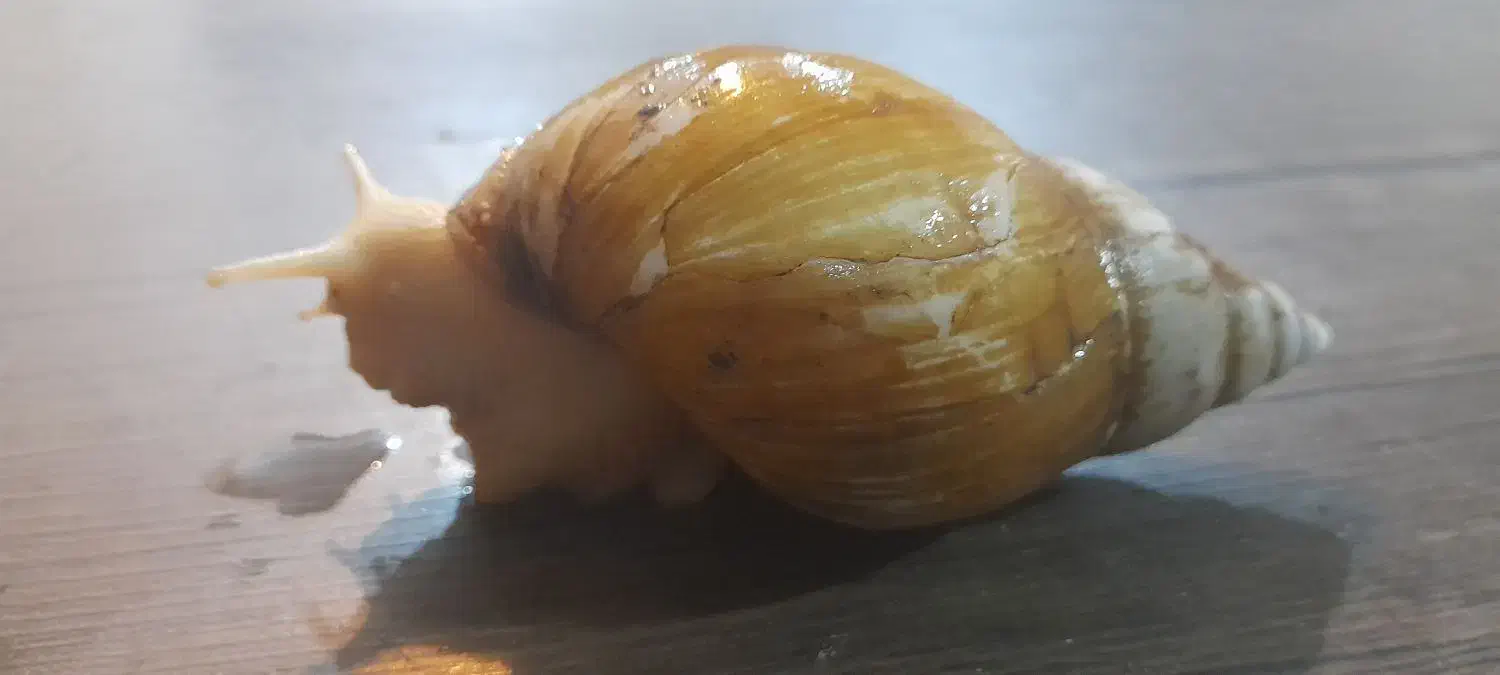 فروش حلزون آلبینو|خزنده|آبادان, |دیوار