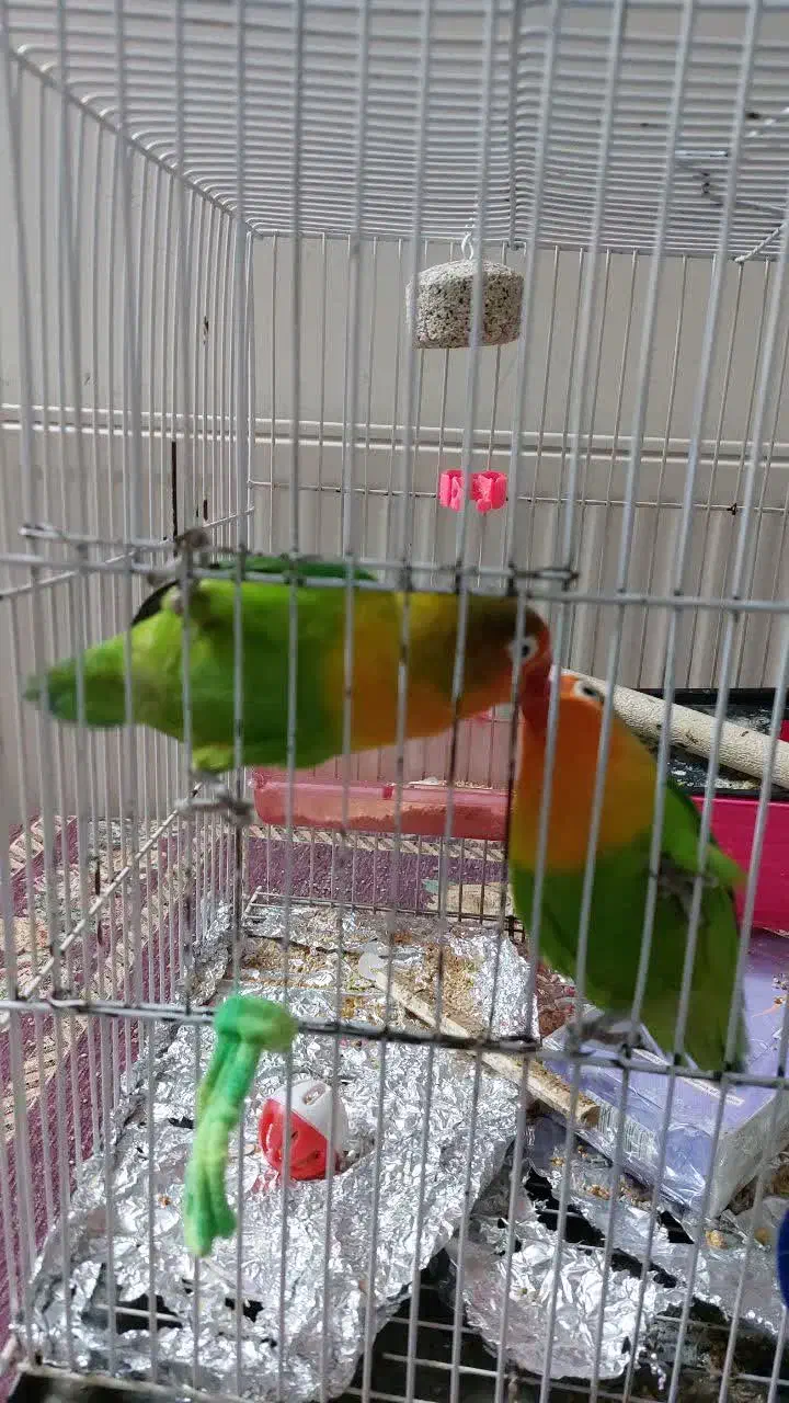 طوطی کوتوله برزیلی|پرنده|مشهد, آبادگران|دیوار