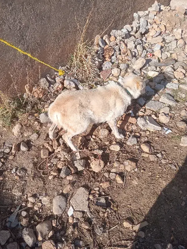 سگ ماده|سگ|الشتر, |دیوار