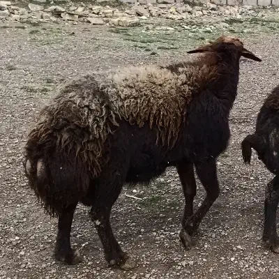 گوسفندنر گوشت خالص|حیوانات مزرعه|قزوین, |دیوار