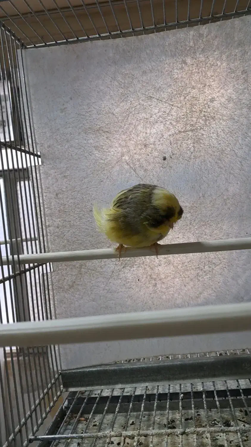 کرست نر|پرنده|قزوین, |دیوار