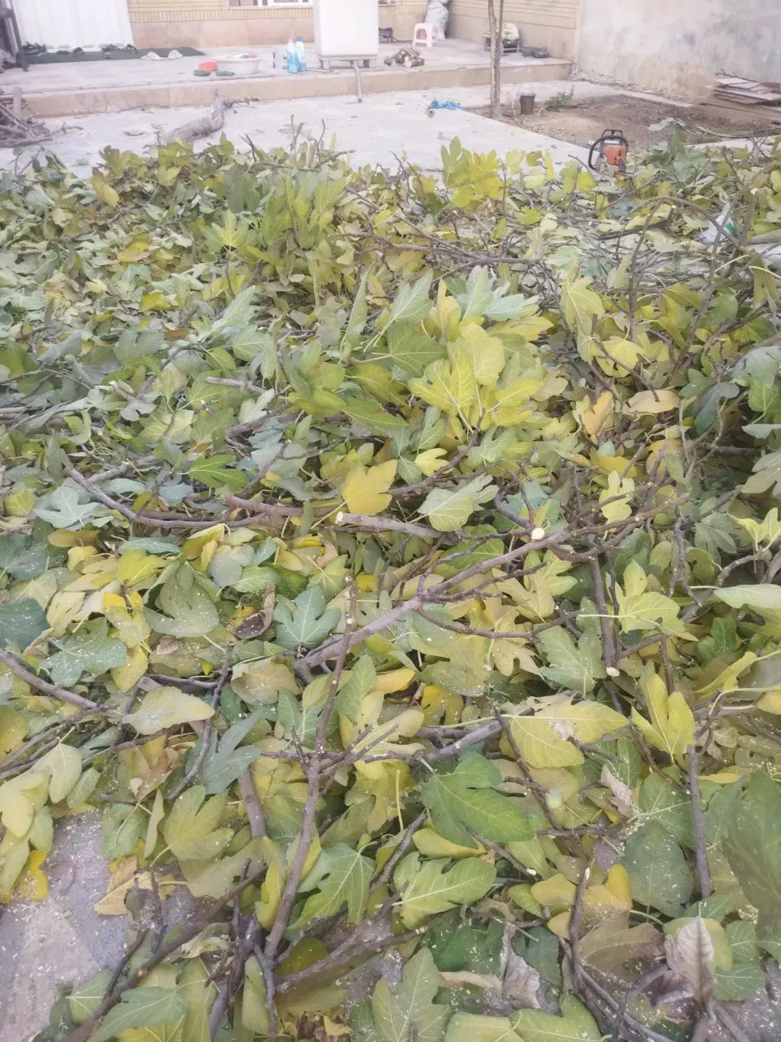 برش و هرس درخت و حمل شاخ برگ|خدمات باغبانی و درختکاری|شیراز, فرهنگیان|دیوار