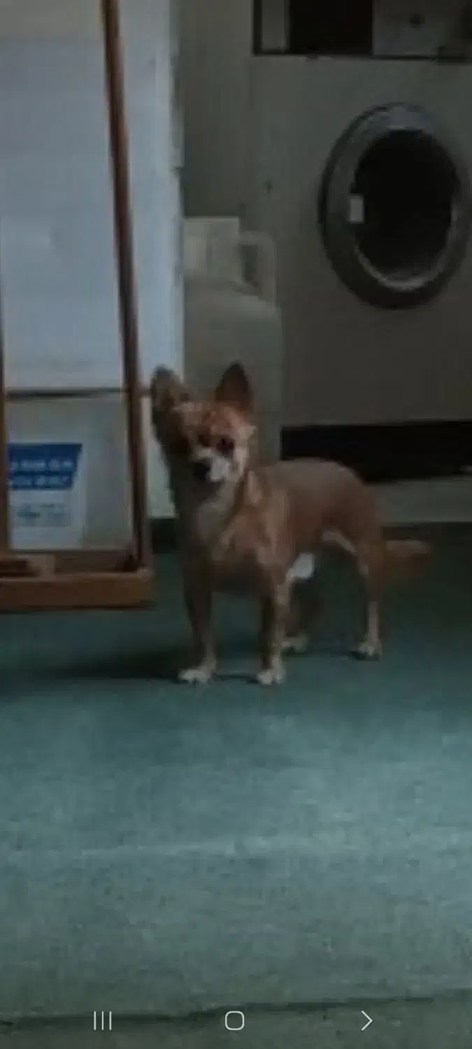 سگ شب هوا|سگ|مشهد, ده دی|دیوار