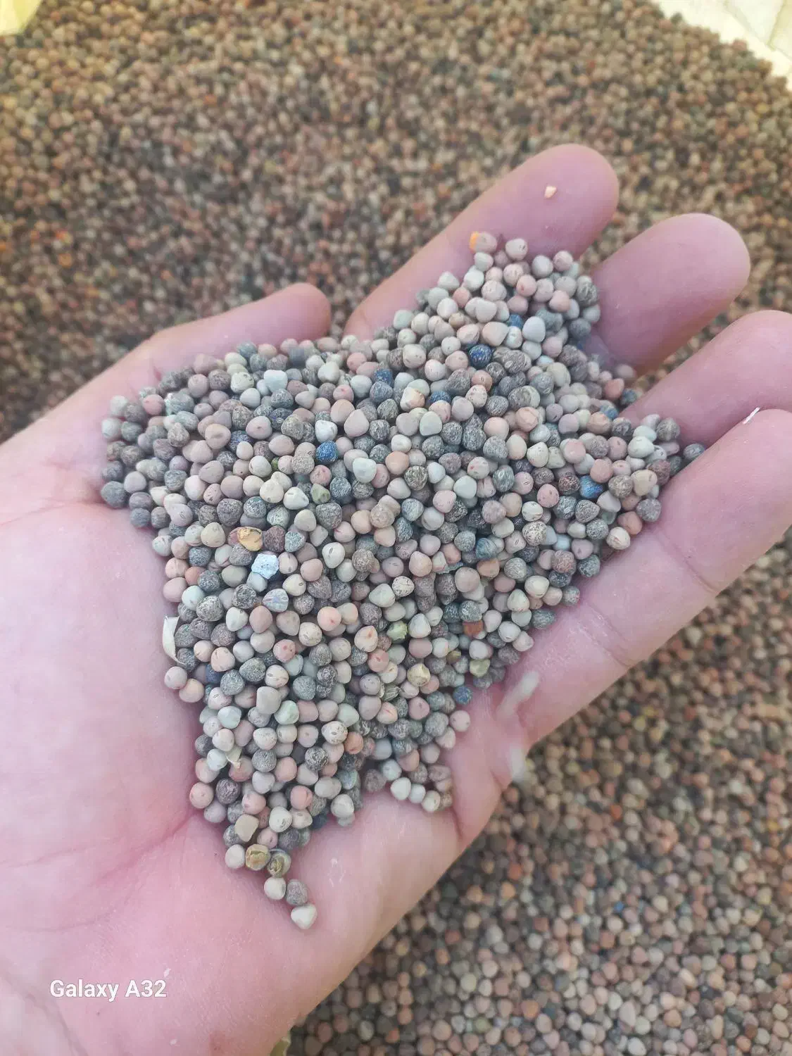 گاودانه|لوازم جانبی حیوانات|ایلام, |دیوار