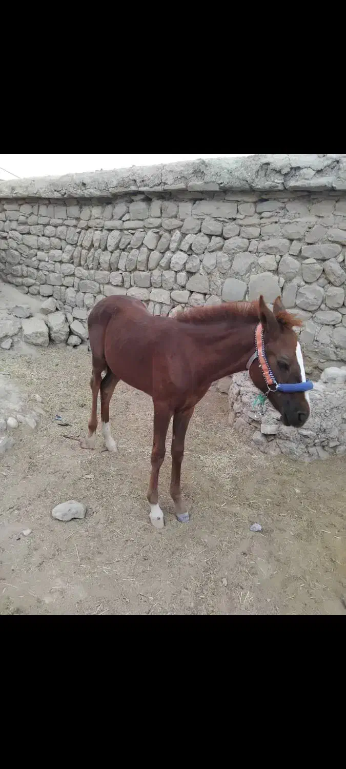 کره بورچال|اسب و تجهیزات اسبسواری|مسجد سلیمان, |دیوار