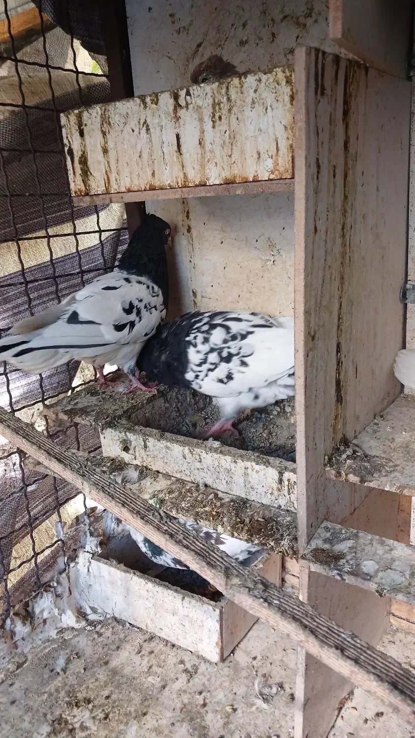 کبوتر کله ای|پرنده|چهاردانگه (تهران), |دیوار