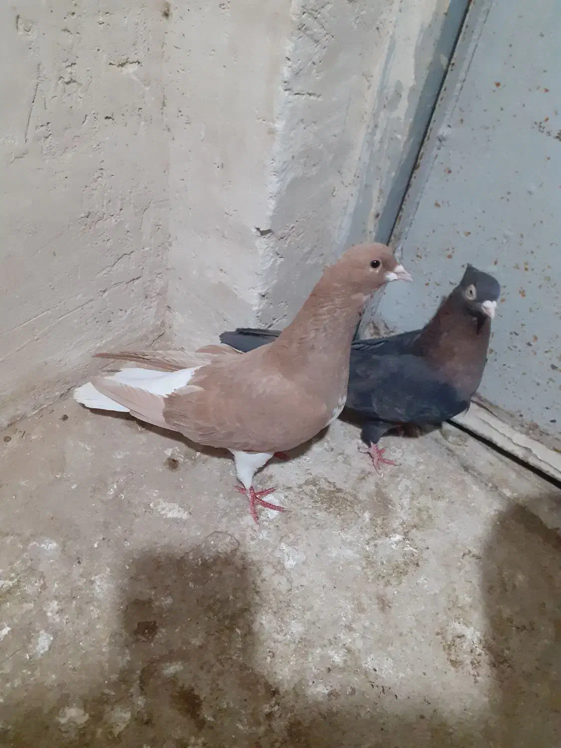 کفتر ماده شهری زرد وتافته|پرنده|شیراز, داریون|دیوار