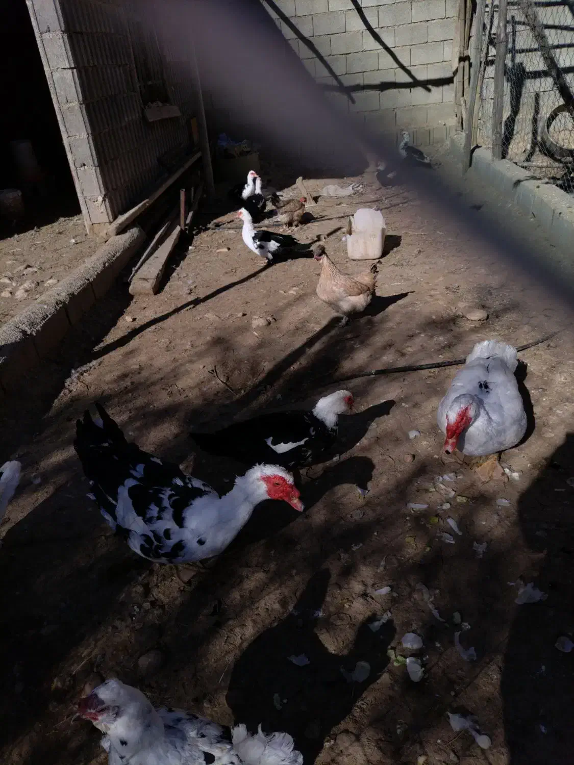 اردک روسی|حیوانات مزرعه|شیراز, آبیاری|دیوار