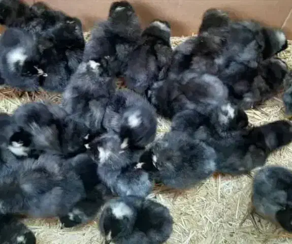 اردک 37جوجه رنگی، گردن لیت،گلپیگانی، کاکلی، تاجدار|حیوانات مزرعه|خورموج, |دیوار