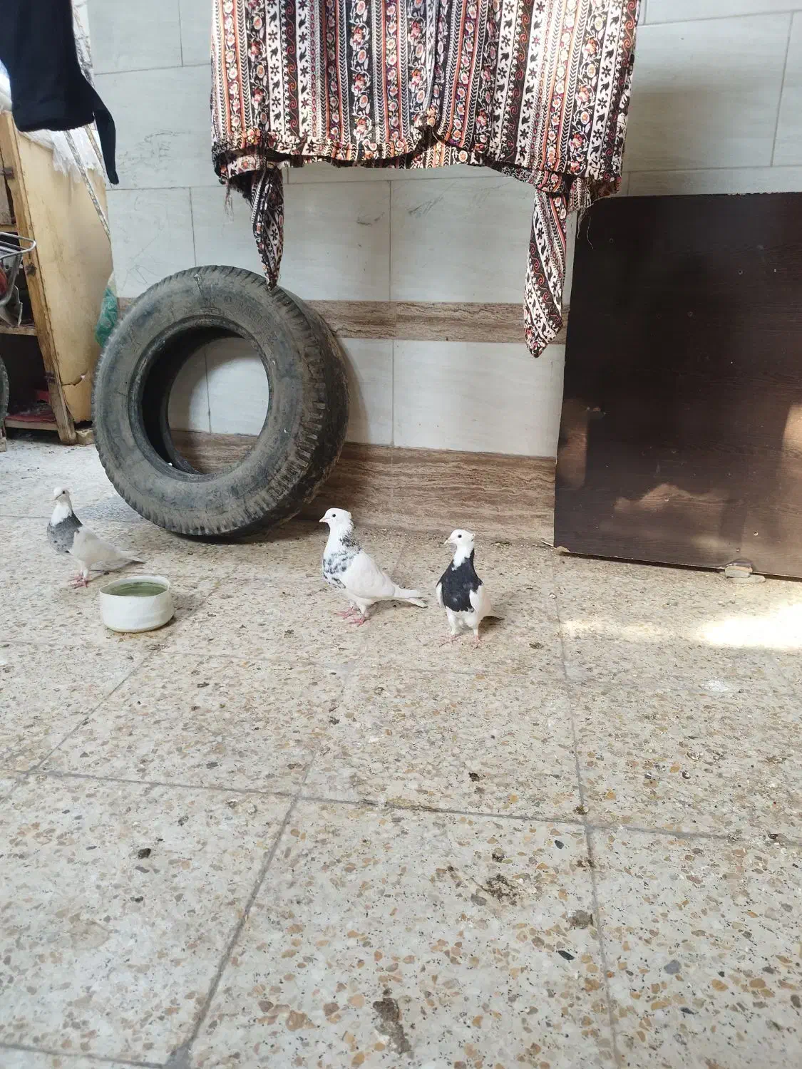 کبوتر|پرنده|سوسنگرد, |دیوار