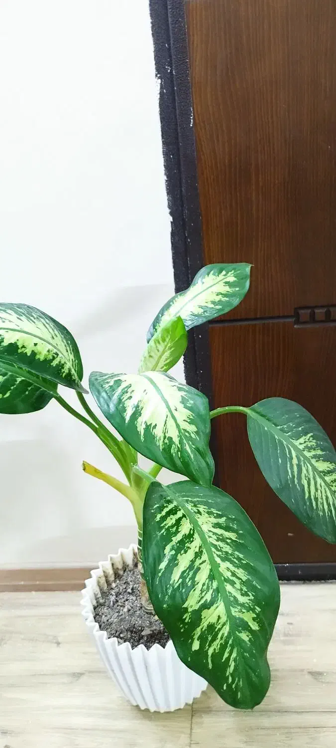 دو عدد گل گلدون بزرگ|گل و گیاه طبیعی|مشهد, آزادشهر|دیوار