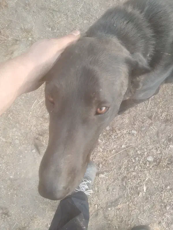 سگ نگهبان|سگ|رودهن, |دیوار