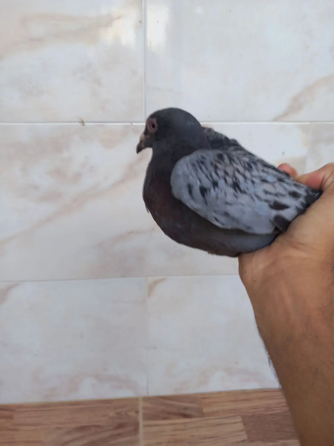 کفتر|پرنده|سملقان, |دیوار