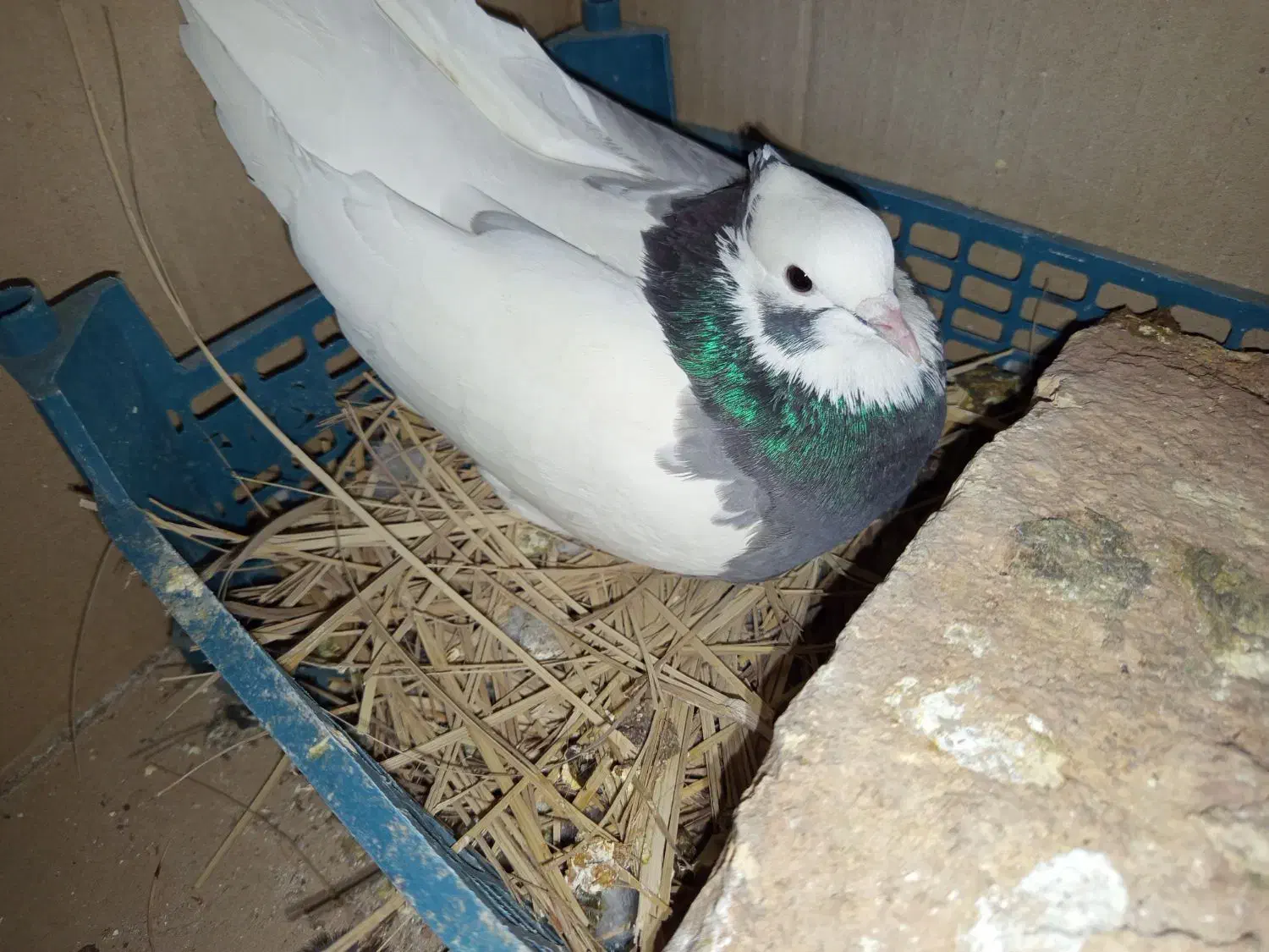 طوق سبز ماده|پرنده|شیراز, محمدیه|دیوار