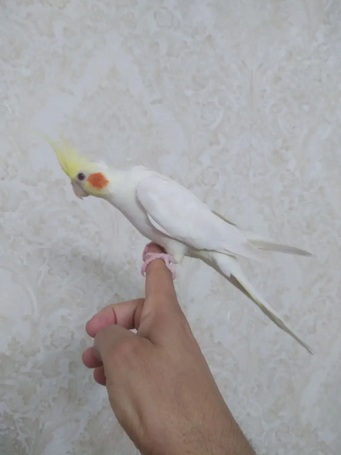 عروس هلندی ۱ ساله ماده|پرنده|رشت, چمارسرا|دیوار