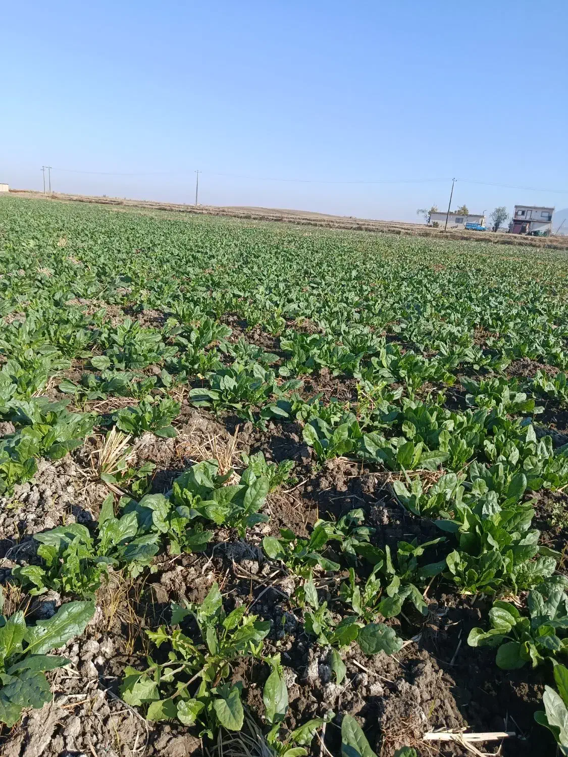 اسفناج|خوردنی و آشامیدنی|مینودشت, |دیوار