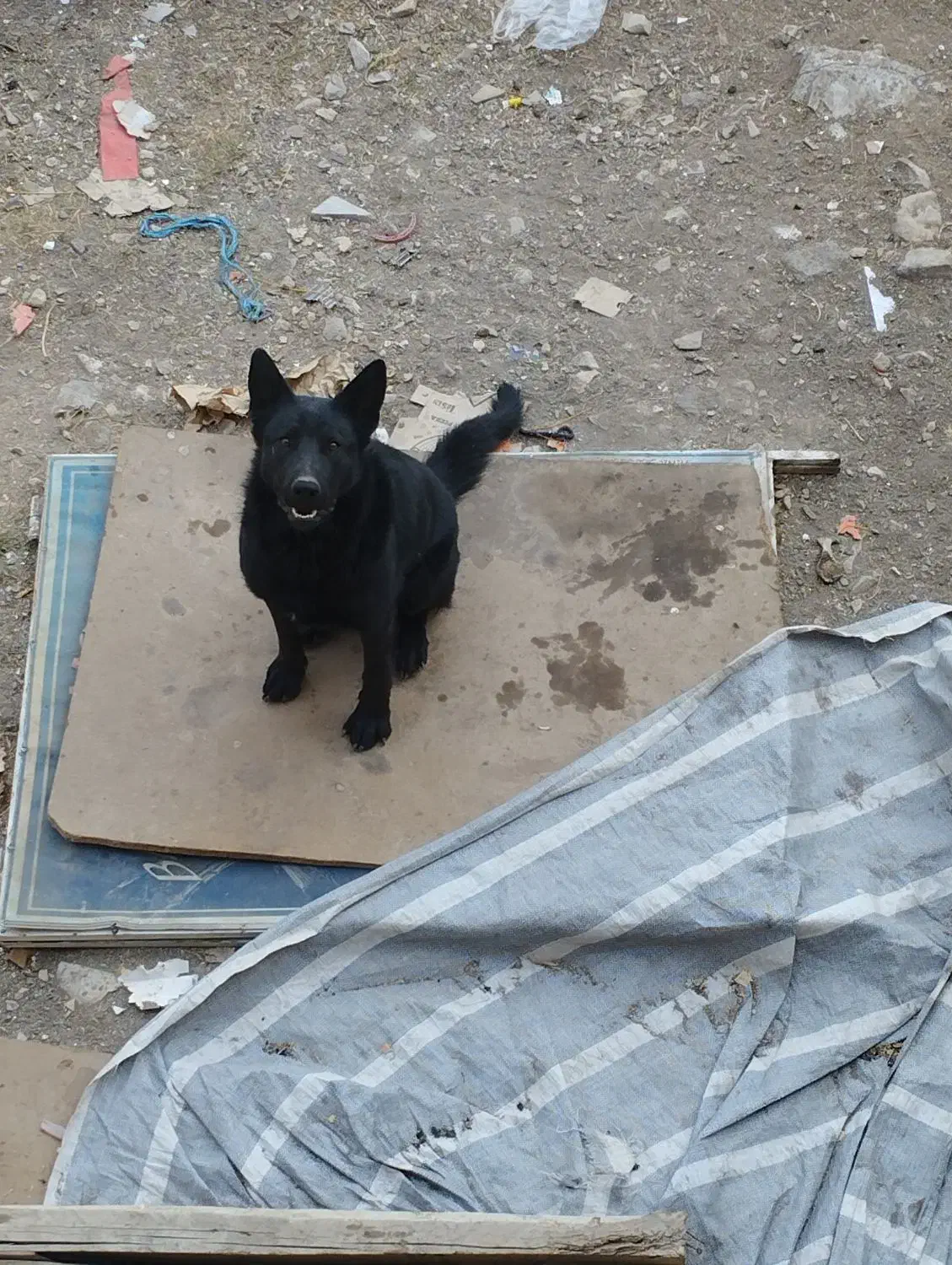 ژرمن بلک نر ۱۰ ماهه|سگ|رشت, بازار|دیوار