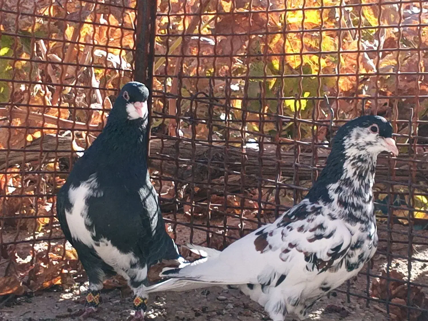 شهری سیاه یال گلدار|پرنده|پاسارگاد, |دیوار