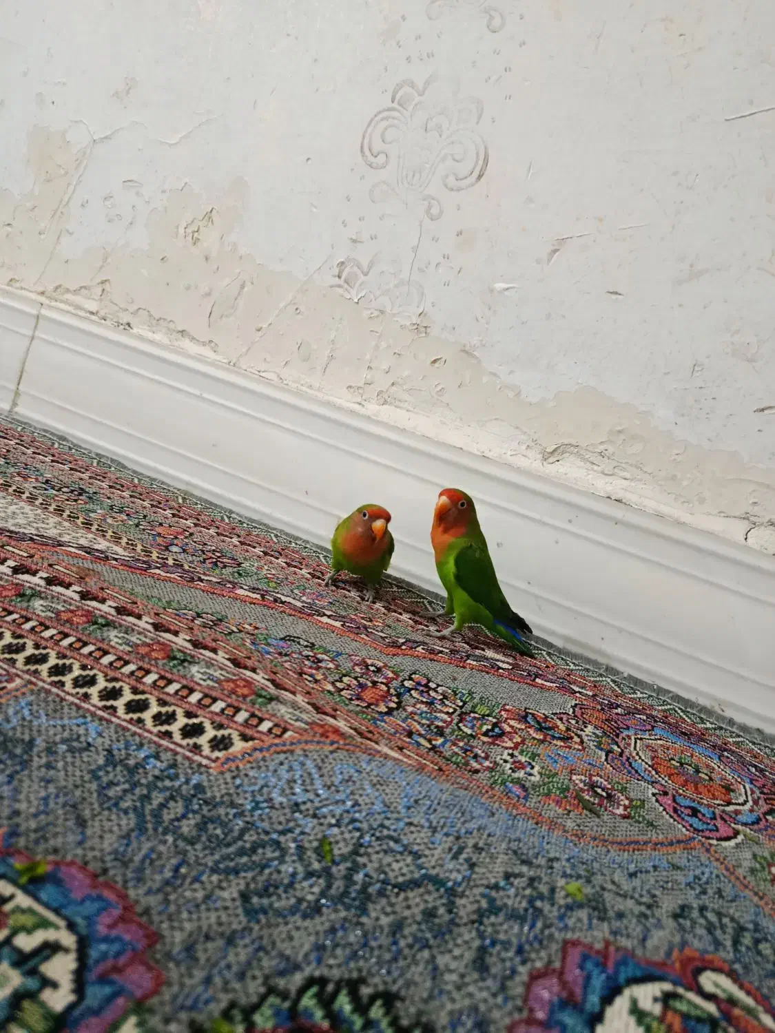 طوطی|پرنده|دورود, |دیوار