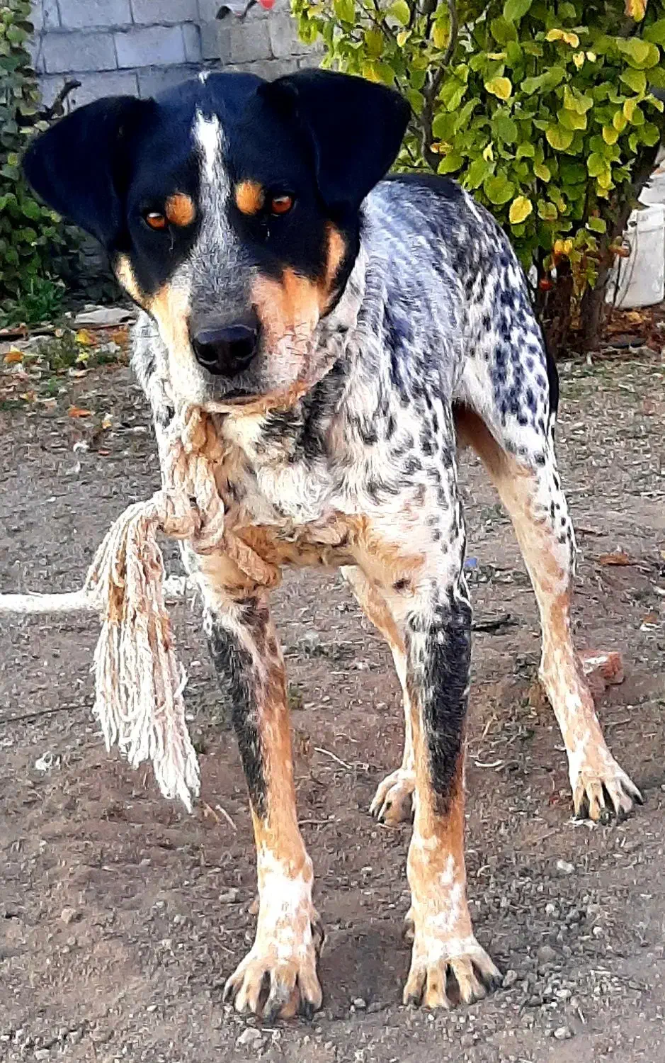 سگ شکاری حرف گوش کن|سگ|اردبیل, |دیوار