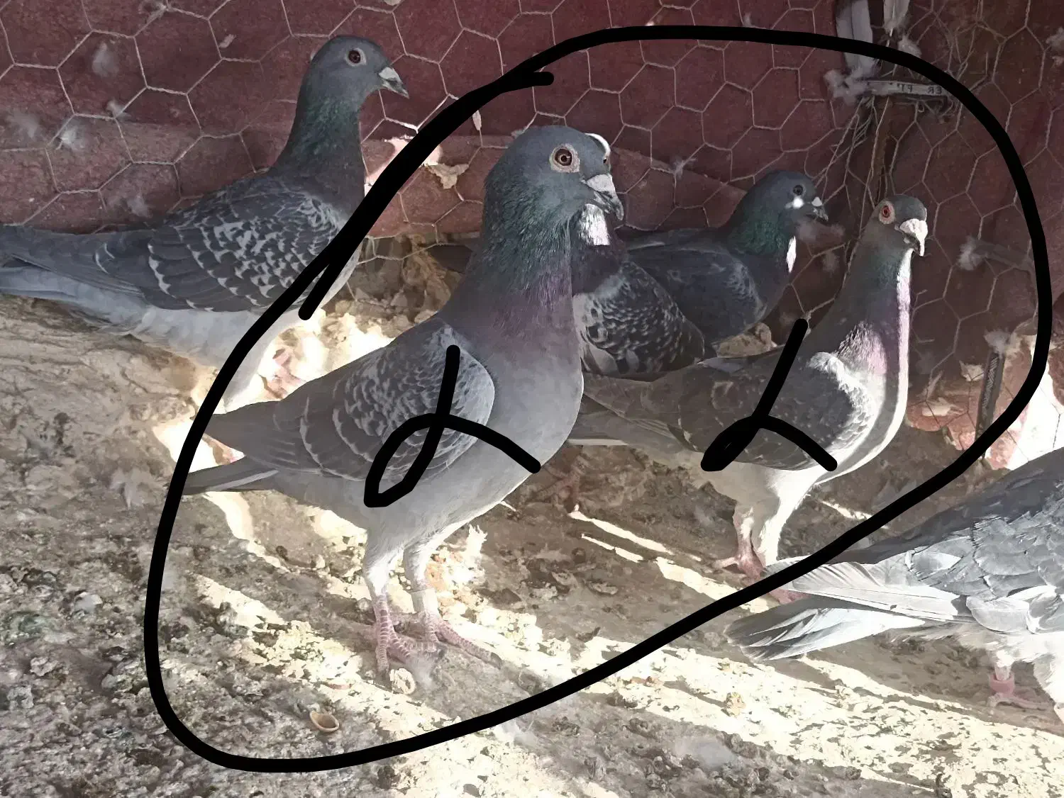 مسافتی|پرنده|زهک, |دیوار