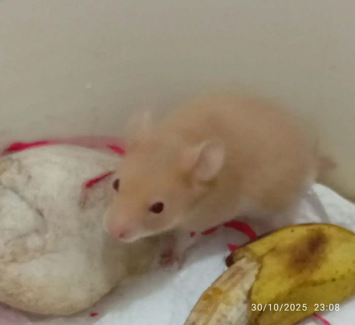 همستر سوری|موش و خرگوش|قم, پشت انبار نفت|دیوار