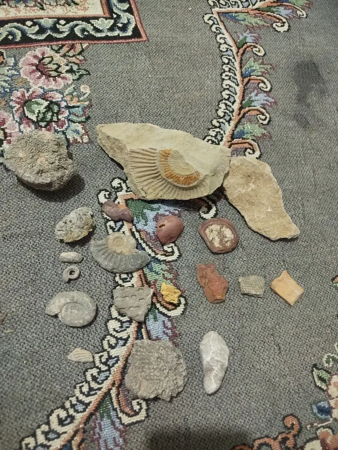 سنگ فسیل|کلکسیون اشیاء عتیقه|فاضل آباد, |دیوار