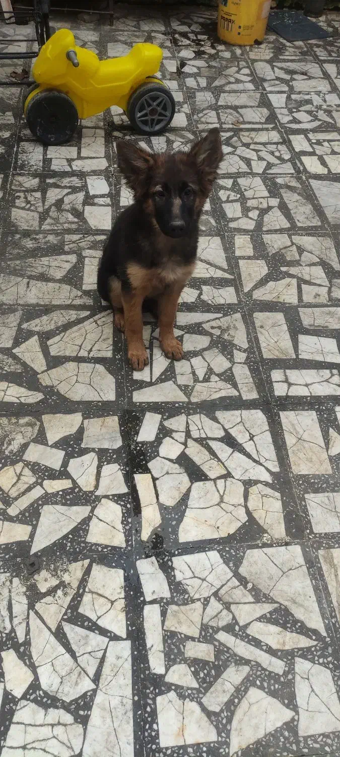 توله ژرمن شولاین|سگ|فومن, |دیوار