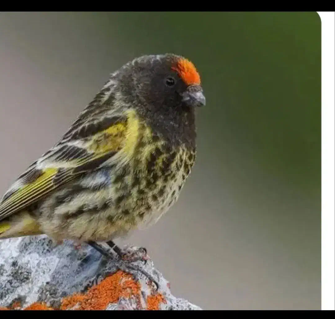 جوجه گلپسر نر|پرنده|بروجرد, |دیوار