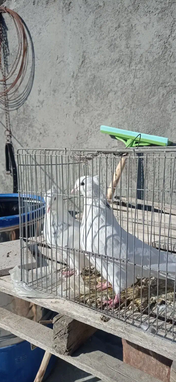 کبوتر ارزان|پرنده|سامان, |دیوار