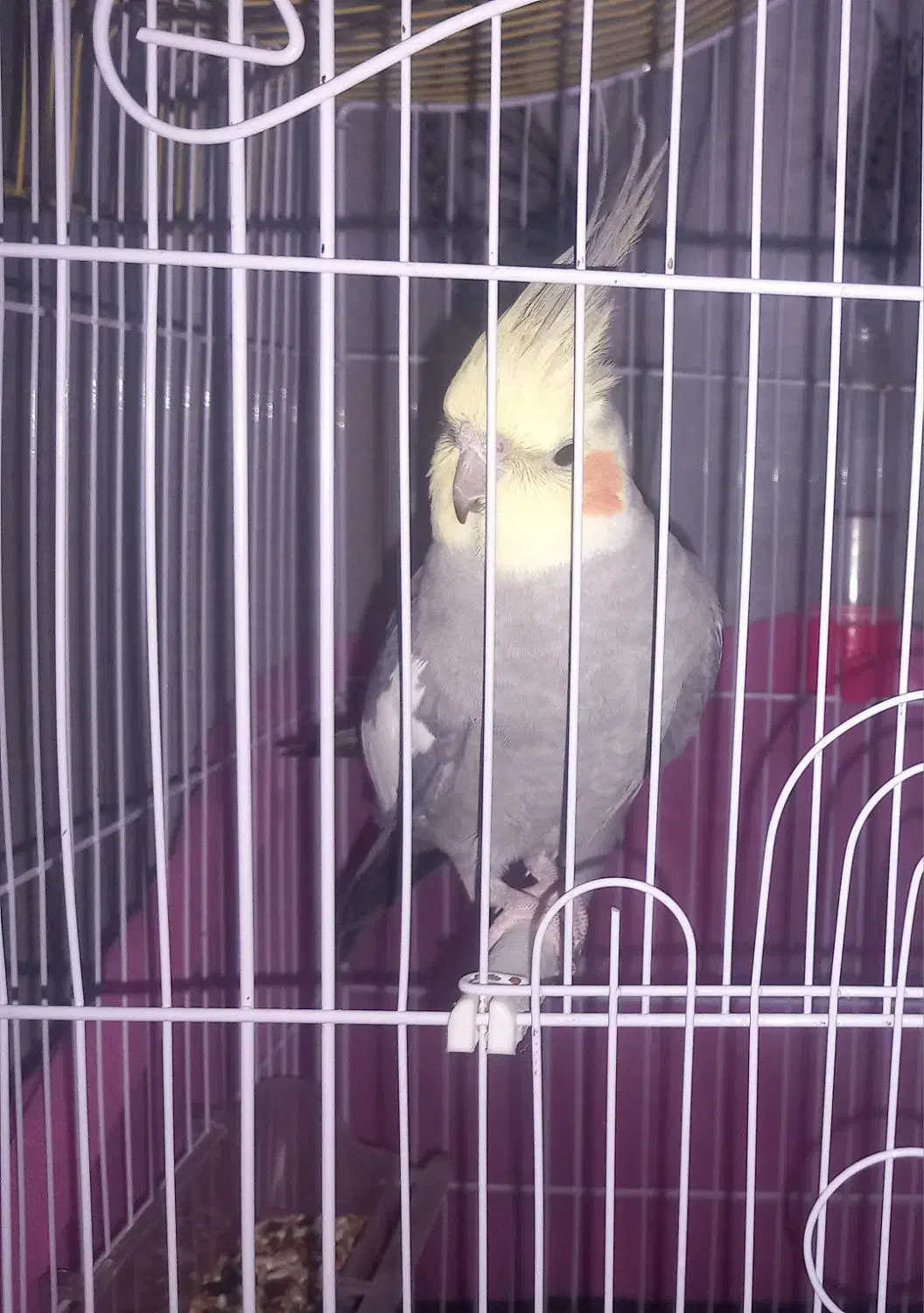 عروس هلندی سخنگو|پرنده|گلپایگان, |دیوار