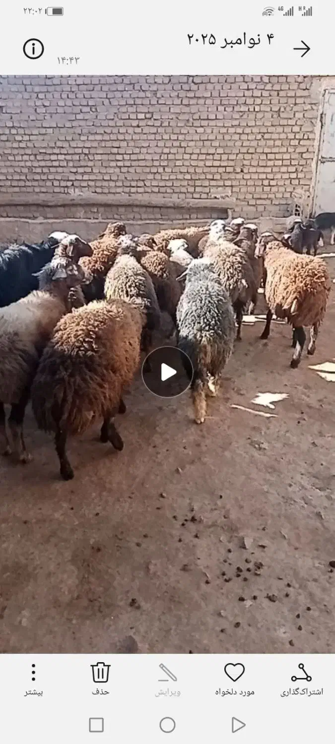 10 راس بره بهاره نر|حیوانات مزرعه|فیروزآباد (لرستان), |دیوار